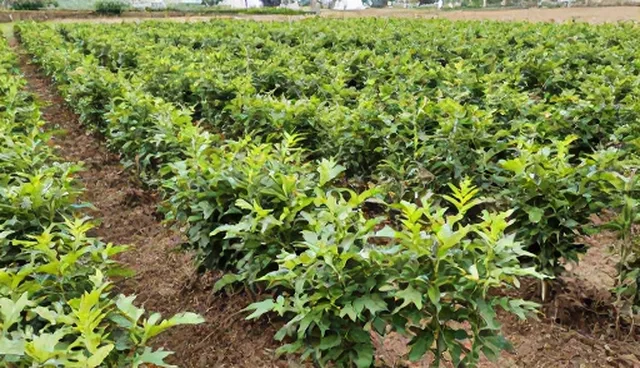 防治套餐:常见误区分析与种植技术指导
