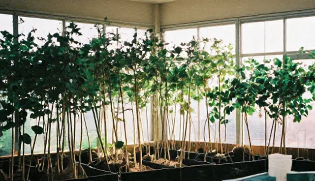果树种植中农资使用误区的澄清与建议