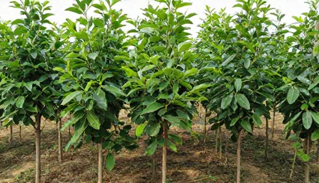 果树种植中农机使用问题及应对策略
