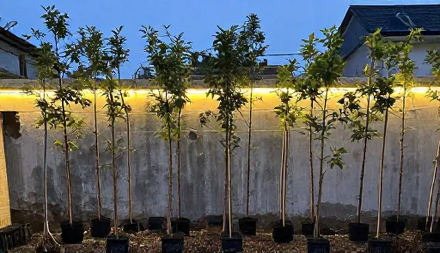 农机在果树种植中的适用条件与选择依据